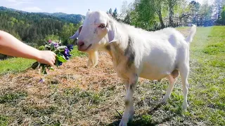 ЖИЗНЬ ОБЫЧНЫХ ЛЮДЕЙ В ГЛУХОЙ ТАЙГЕ Как живут отшельники