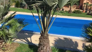 Palmy a Zahrady  - Uncovering palms after long winter - Spring 2017