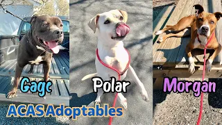 Polar, Gage & Morgan are waiting to be adopted at Anson County Animal Shelter in Polkton NC