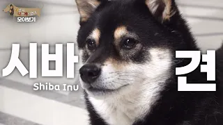 [세나개 댕모아] 천방지축 깜찍한 시바견들의 문제 행동 🐶시바견 편