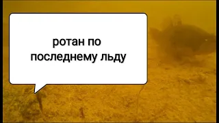 Ловим ротана по последнему льду. Взгляд из под льда.