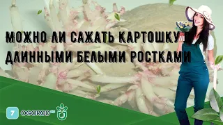 Можно ли сажать картошку с длинными белыми ростками