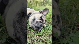 Всем привет от натуралиста ✌️😉🍄🌾🍄🌾#люблюнемогу