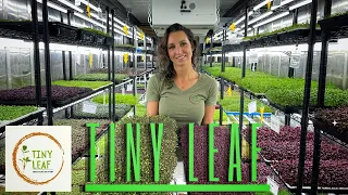 How to microgreen farm, a must watch!  TINY LEAF FARM  - S1 E1