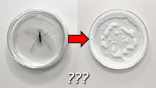 What happens if you put Water Striders in soapy water?