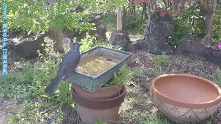 野鳥を庭に　スズメ　シジュウカラ　ヒヨドリ　240427