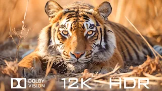 Unique Animal Beauty In Dolby Vision 12K HDR 120fps - Relaxing Piano music