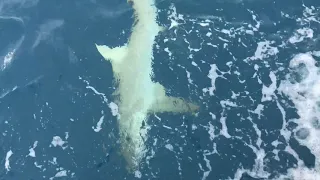 Monster Lemon Shark Key West, Florida