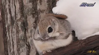 夕暮れ時のエゾモモンガ