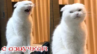 ПРИКОЛЫ С КОТАМИ! С ОЗВУЧКОЙ! Самые смешные животные! Смешные коты и собаки!