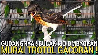 GACOR DI OMBYOKAN ! CUCAK IJO MURAI CILILIN COKLAT DI PASAR BURUNG PRAMUKA HARI INI