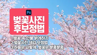 벚꽃사진 포토샵(Photoshop)으로 더 아름답게 후보정하기