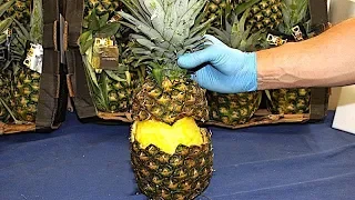 Ingenious smugglers hide dope inside fresh pineapples