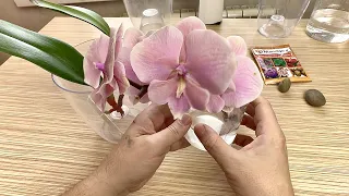 не верили что орхидеи спасает это от МОКРОГО ГИЕНИЯ / наращиваем корни орхидеи Осенний ветер