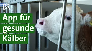 High-Tech im Stall für Kühe: App gegen Kälberkrankheiten / Landwirtschaft | Unser Land | BR