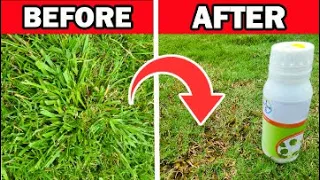 Kill this Grassy Weed Without Killing the Lawn