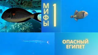 Опасный Египет | Развеиваем мифы о кровожадности обитателей Красного моря!