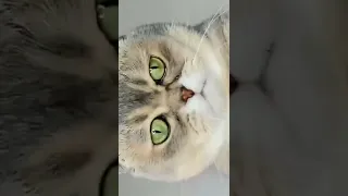 КТО ЭТО ТАМ ПИШЕТ ТЕБЕ?🤔😼