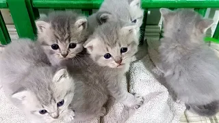 Kittens learn to walk