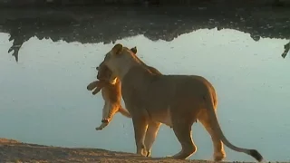 SafariLive August 25. When a lion cub won't listen to mom. :)