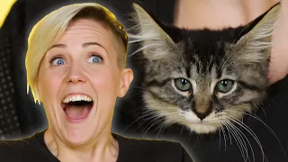 Hannah Hart Plays With Kittens While Answering Fan Questions