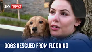 Tearful dog owners reunited with rescued pets