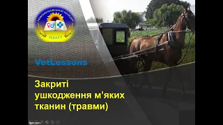 VetLessons. ТРАВМИ. Закриті ушкодження тварин