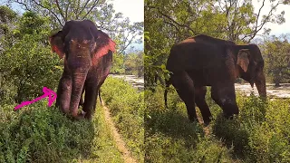 Gunshot injured poor elephant received the care of sympathetic monk