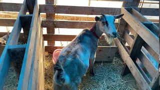 【愛知ヤギ農場】お母さんヤギのお食事タイム　誰！お下品な食べ方してるのは？　Cute goat