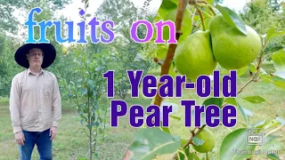 1 Year-old Pear Tree bears fruits || The Blueprint Method of Planting