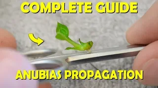 Complete Guide On How To Propagate Anubias Plants For FAST GROWTH!!