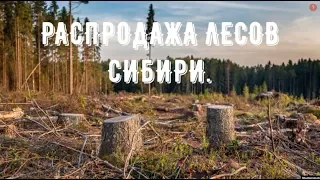 ВЫРУБКА ЛЕСА СИБИРИ. ТАЙГА ОТХОДИТ КИТАЮ