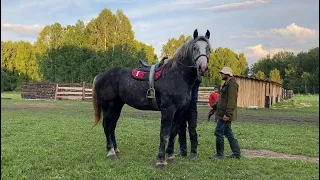 Самый Мощный конь першерон (уран) новосибирский конезавод