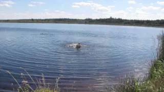 Озеро Лядское - жемчужина Беловежской пущи