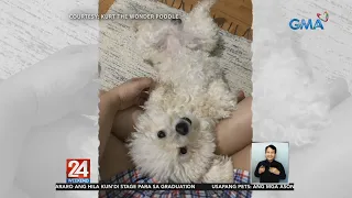 Ilang alagang aso, sobrang clingy sa kanilang laruan o kaya sa kanilang amo | 24 Oras Weekend