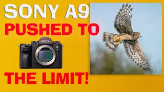 Sony a9 PUSHED to the Limit