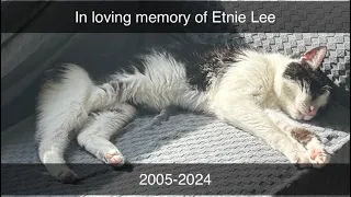 In loving memory of Etnie Lee 2005-2024