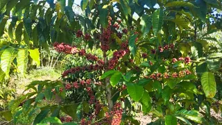 Use these methods on your coffee farm ,never regret and Earn much money