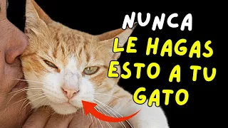 13 COSAS que NO DEBES Hacer con Tu  GATO 😾