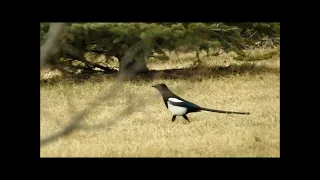 Magpie searching for lunch food at 11:26 am ...العقعق