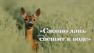 «Словно лань спешит к воде в жажде» / ‘’Like a deer in a hurry to water‘’ / - PraiseTheLord.ru