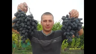 Виноград (Руслан) ранний гибрид