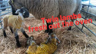 LAMBING BEGINS. INCLUDING A LIVE BIRTH ON CAMERA.