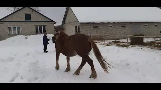 Лошадь бросается на людей/a horse attacked a man