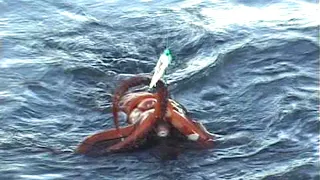 Watch the video how the Japanese fish big squid - Amazing Fast Traditional Big Squid Fishing Skill