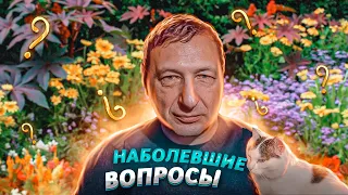 Наболевшие вопросы (Кот Степан,  Борис Кагарлицкий)