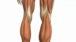 Muscles of the Leg - Part 2 - Anterior and Lateral Compartments - Anatomy Tutorial