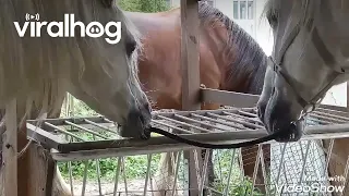 Horse Unties His Friend's Rope || ViralHog