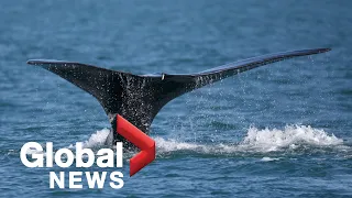 Canadian government modifies measures to protect North Atlantic right whales