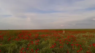 Красное поле из маков у с Каншенгел, Алматинская область. Казахстан. 2016г.#jannatassylbek